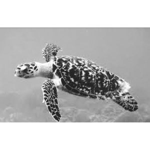 Meet your Posher, Kailey